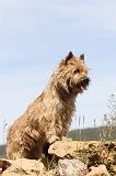 CAIRN TERRIER 144